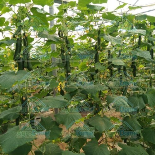 Wire Rope Net House for Cucmber Cultivation