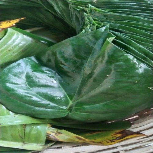 Green Sweet Mitha Misti Betel Leaves