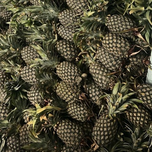 Fresh Pineapples