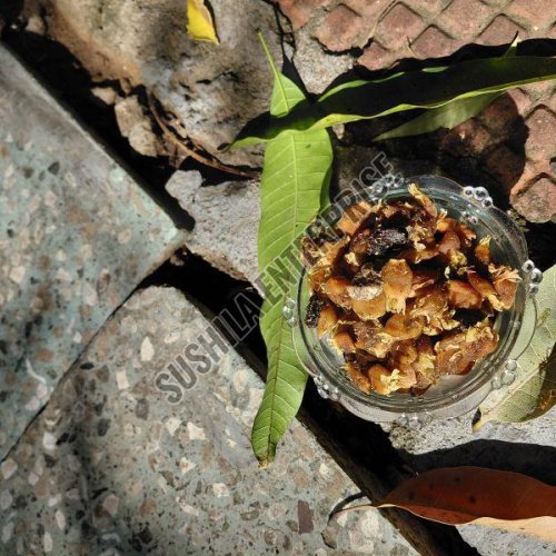 Madhuca Longifolia Mahua Flower