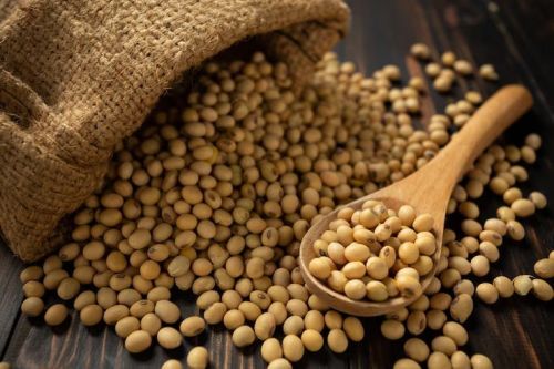 Soybean Seeds
