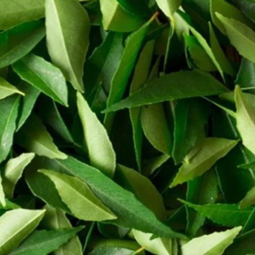 Organic Fresh Curry Leaves