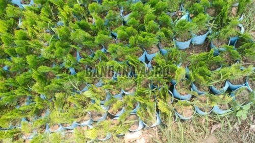 Green Thuja Plant