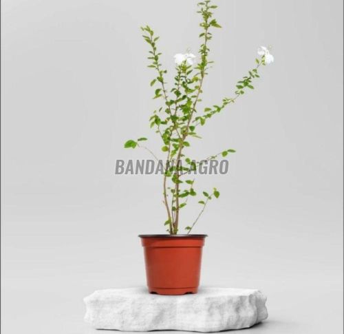 White Hibiscus Flower Plant