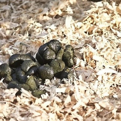 Donkey Dung