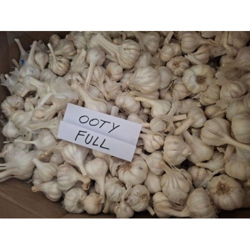 Ooty Full Fresh White Garlic