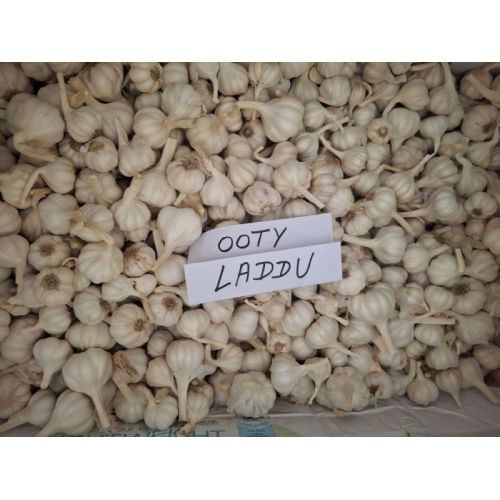 Ooty Laddu Fresh White Garlic