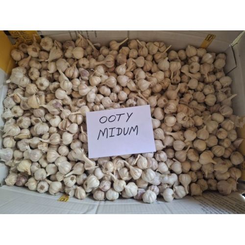 Ooty Medium Fresh White Garlic