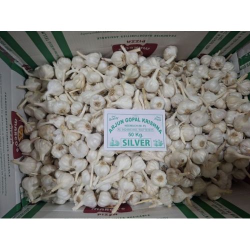 Silver Fresh White Garlic