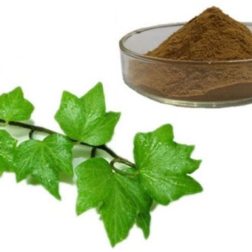 Ivy Leaf Extract Powder