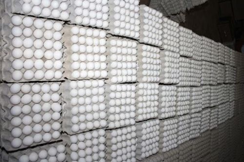 White Chicken Egg