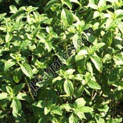 Organic Lemongrass Oil