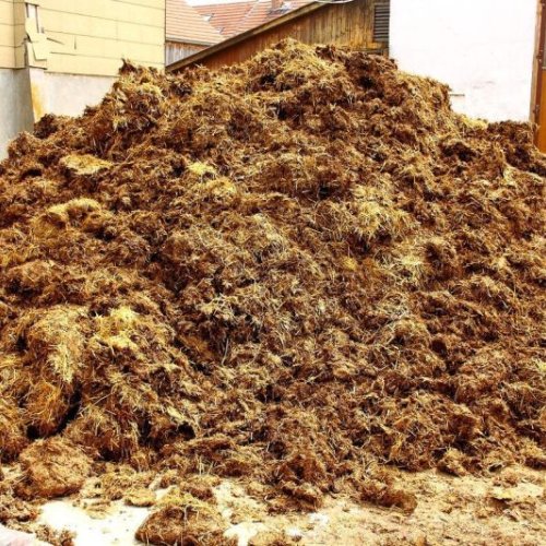Cow Dung Manure