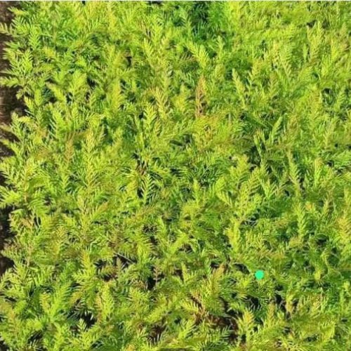 Natural Silver Oak Plant