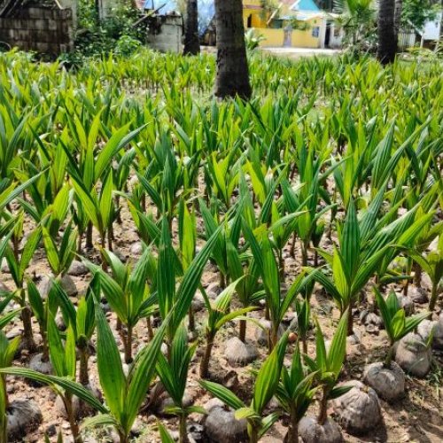 Ramganga Coconut Plants