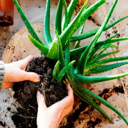 Aloe Vera Fertilizer