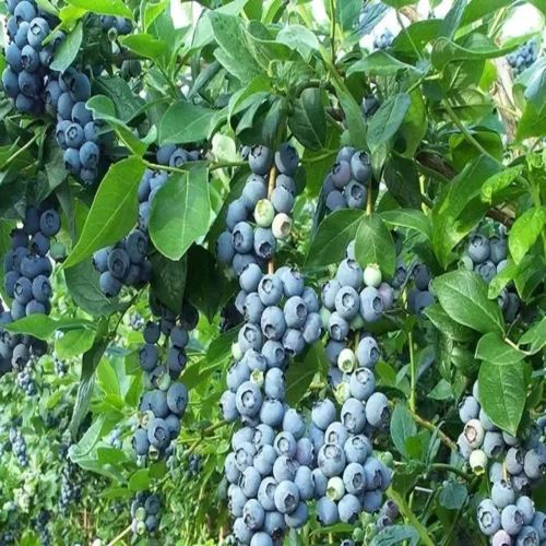 Blueberry Contract Farming