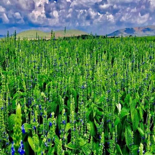 Chia Seeds Contract Farming