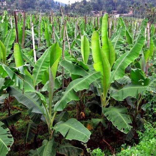 White Konch Seed