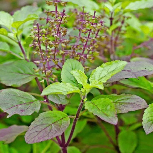 Herbs Cultivation Training