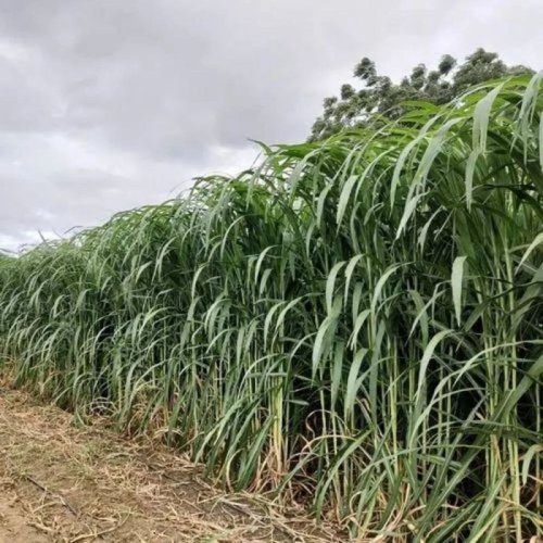 Napier Contract Farming