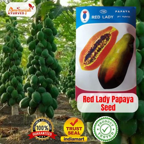 Red Lady Papaya Seeds