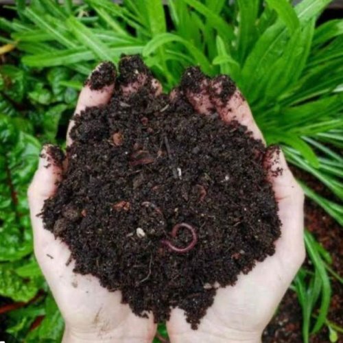 Vermi Compost