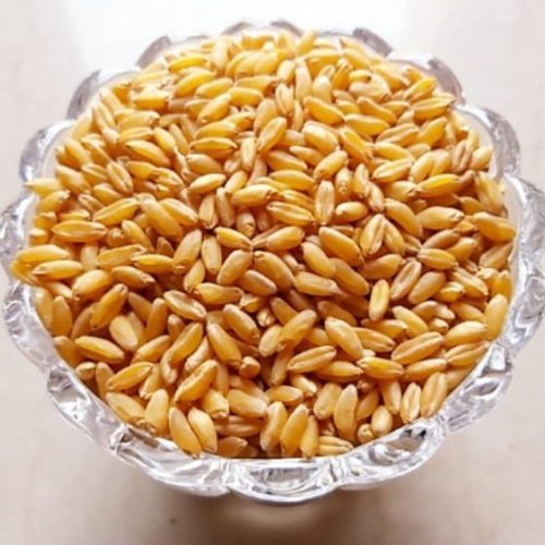Organic Bansi Wheat