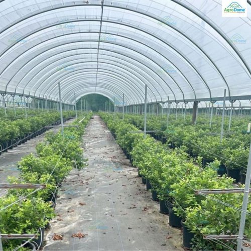 Low Tunnel Poly House