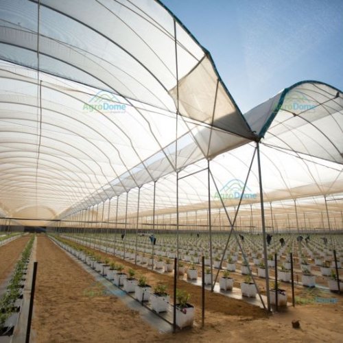 Multi Tunnel Polyhouse