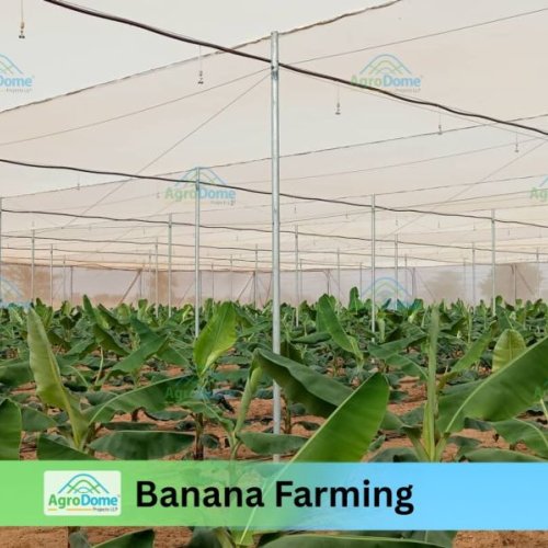 Shade Net House For Banana Orchards Farming