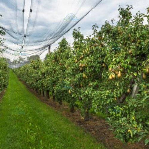 Shade Net House for Pear Orchard Structure