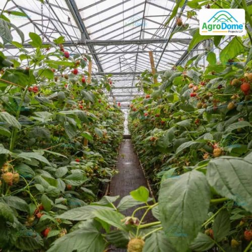 Shade Net House for Raspberry Orchard Structure