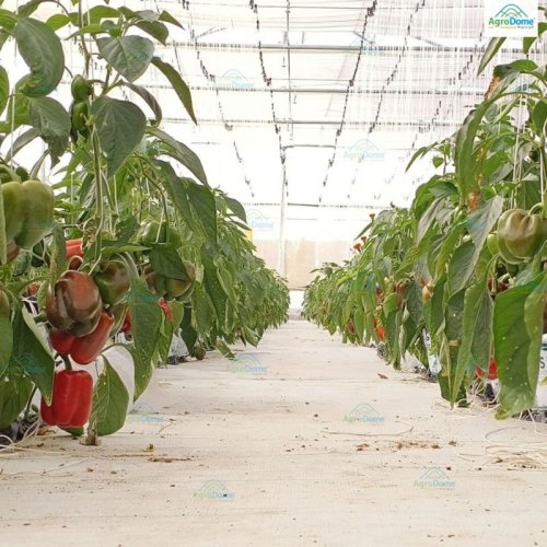 Shade Net House for Red & Yellow Capsicum