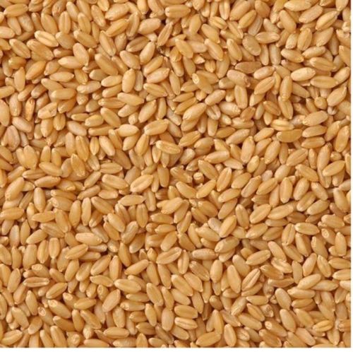 Organic Lokwan Wheat