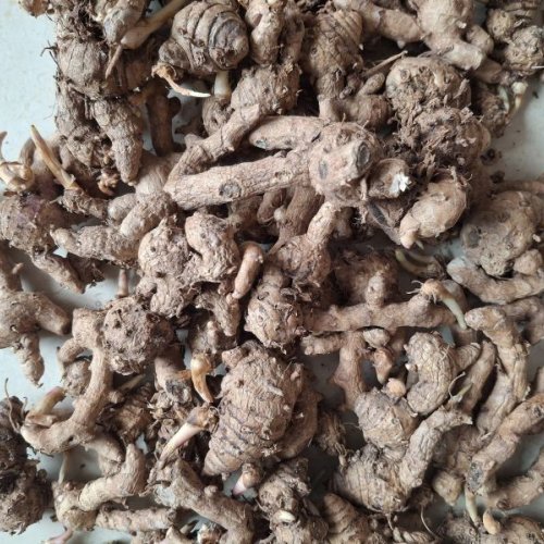 Dried Black Turmeric Finger