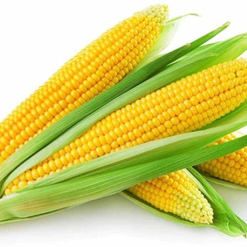 Yellow Corn Maize