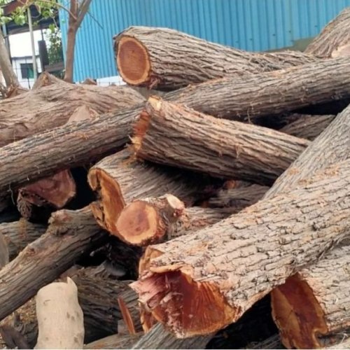 Babool Wood Logs