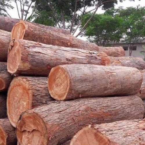 Neem Wood Logs
