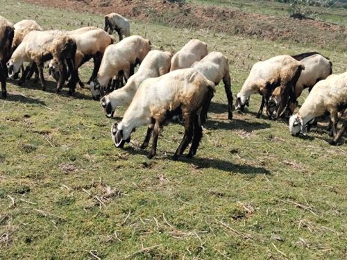 Live Sirohi Goat
