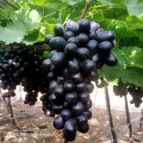 A Grade Jumbo Black Grapes