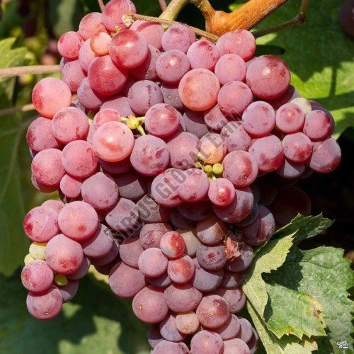 Fresh Flame Seedless Grapes