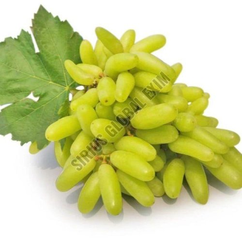 Sonaka Seedless Grapes