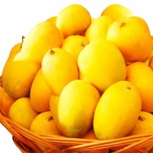 Fresh Yellow Alphonso Mango