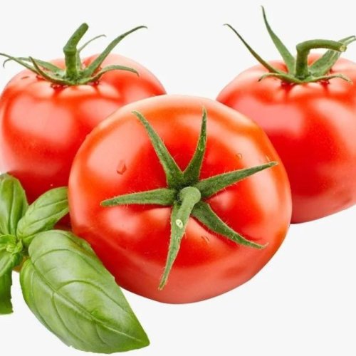 Hybrid A Grade Red Fresh Tomato