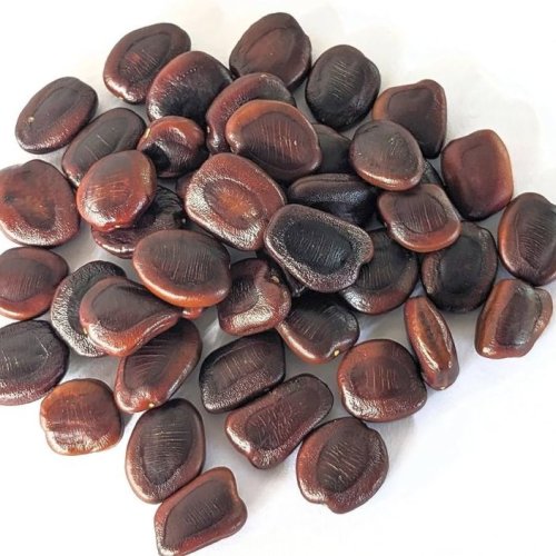 Tamarind Seeds