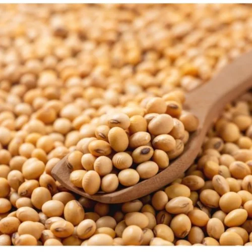 Soya Bean