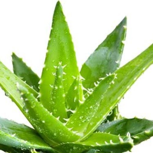 Aloe Vera Leaf