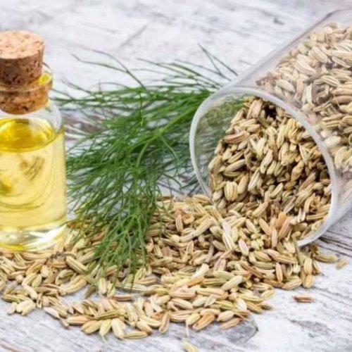 Fennel Oil
