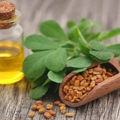 Fenugreek Oil